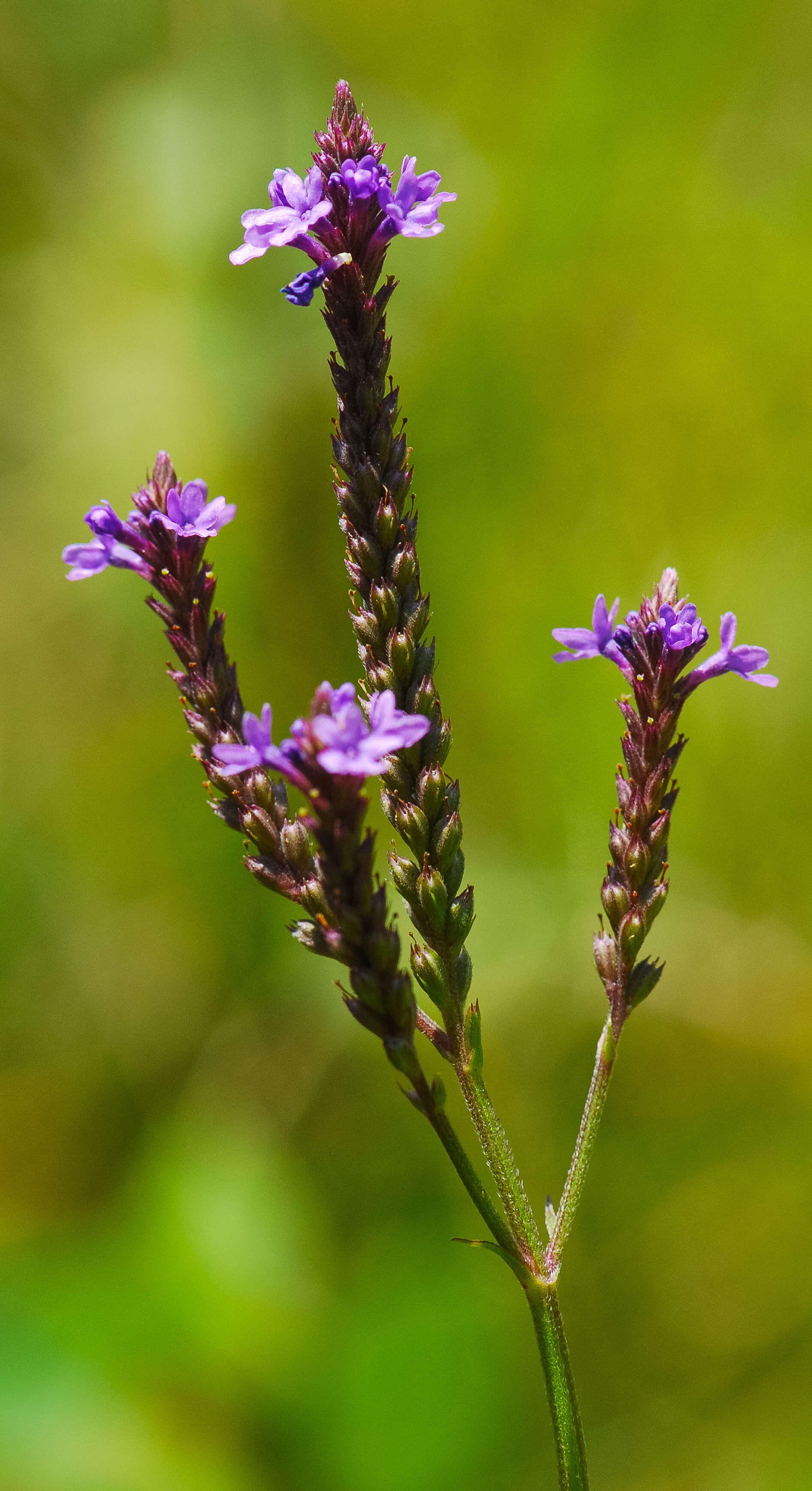 Image of swamp verbena