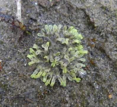 Image of Violet crystalwort