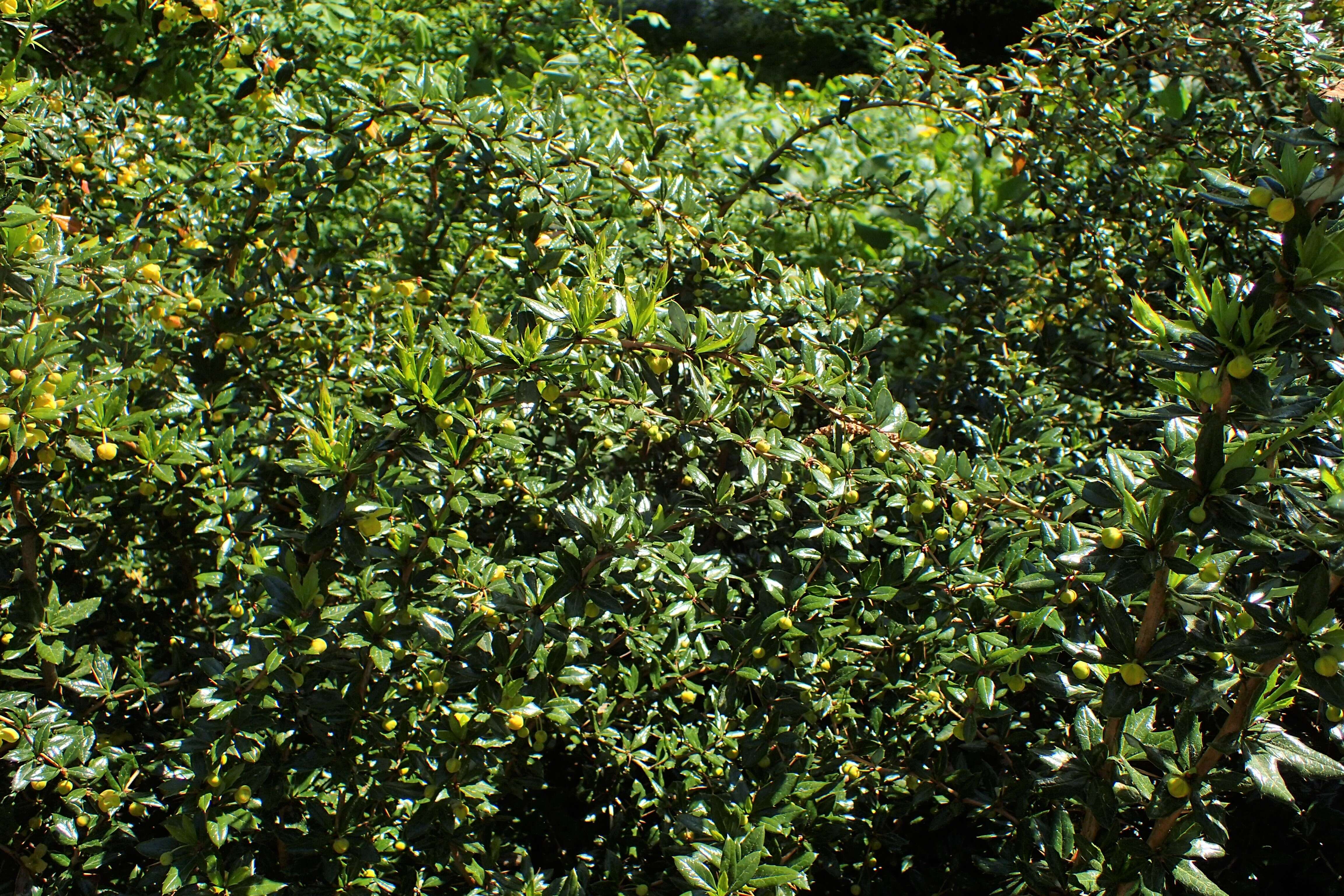 Image of Warted Barberry