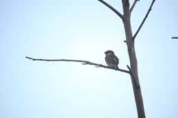 Image of House Sparrow