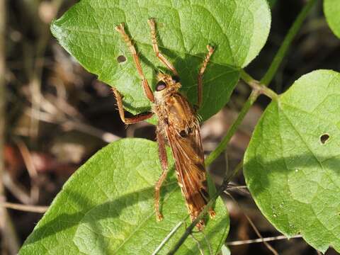 Image of Hornet robberfly