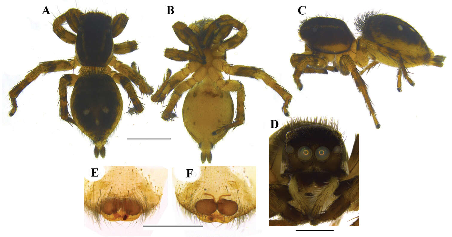 Image of Stenaelurillus lesserti Reimoser 1934