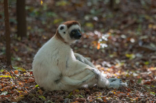 Image of Verreaux's Sifaka