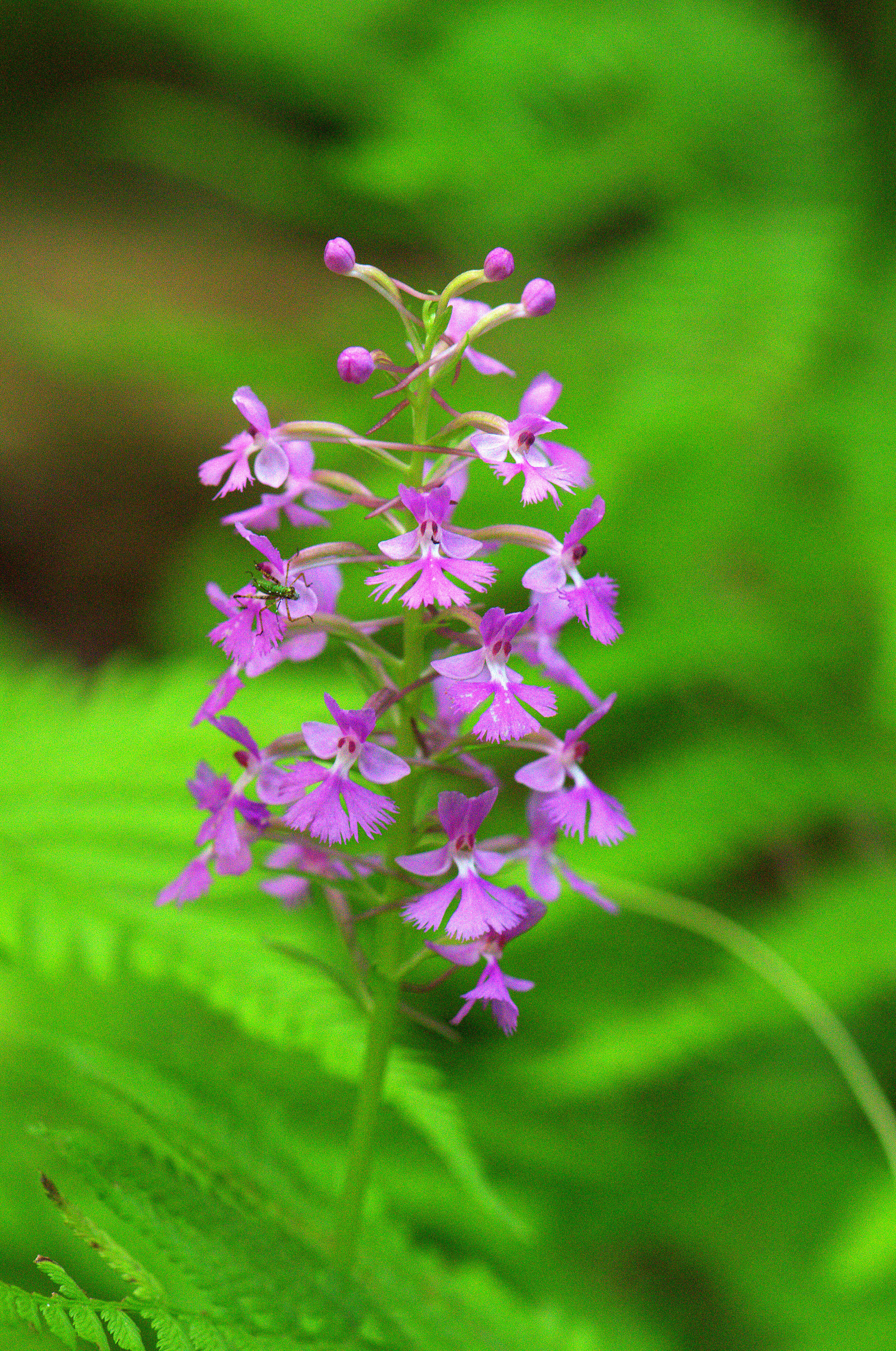 Image of Lesser purple fringed orchid