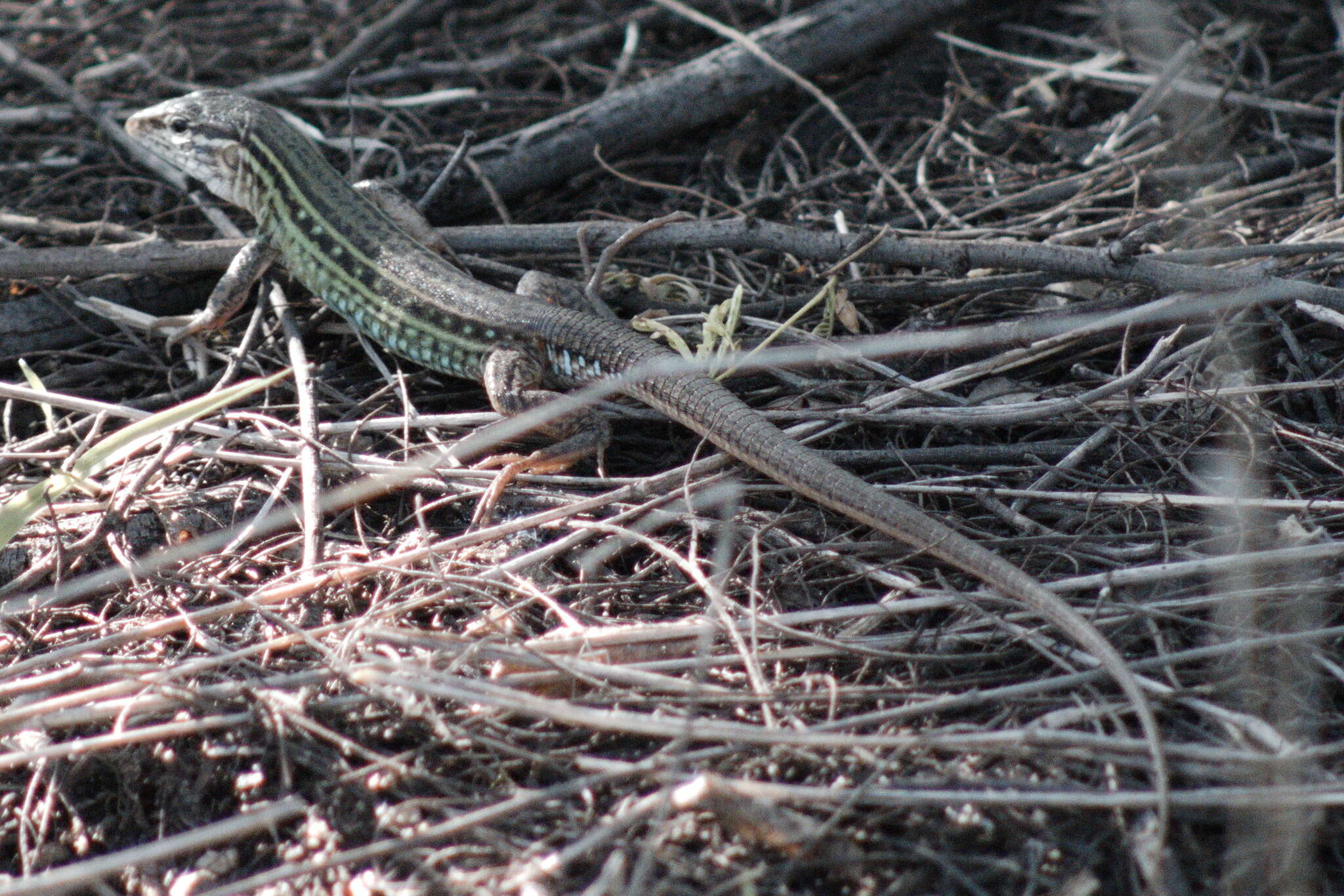 Image of Ameivula ocellifera (Spix 1825)