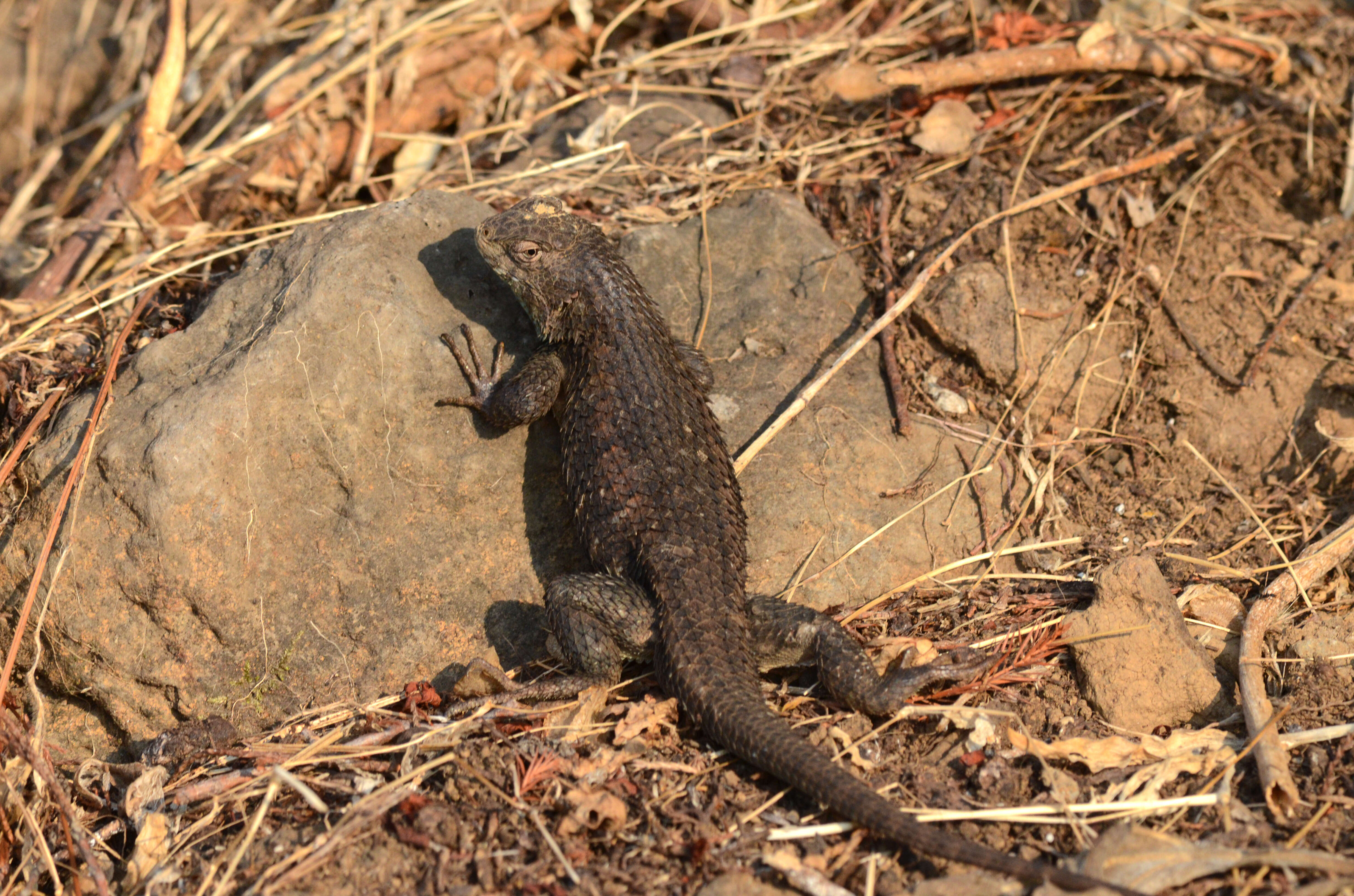 Image of Sceloporus horridus Wiegmann 1834