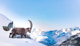 Image of Alpine Ibex