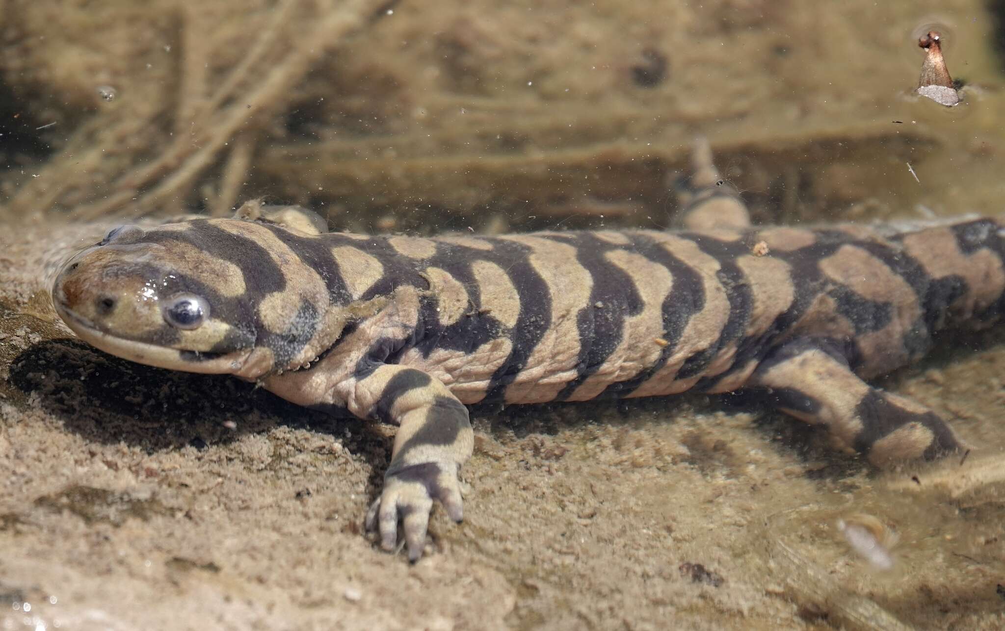 Image of Barred Tiger Salamander