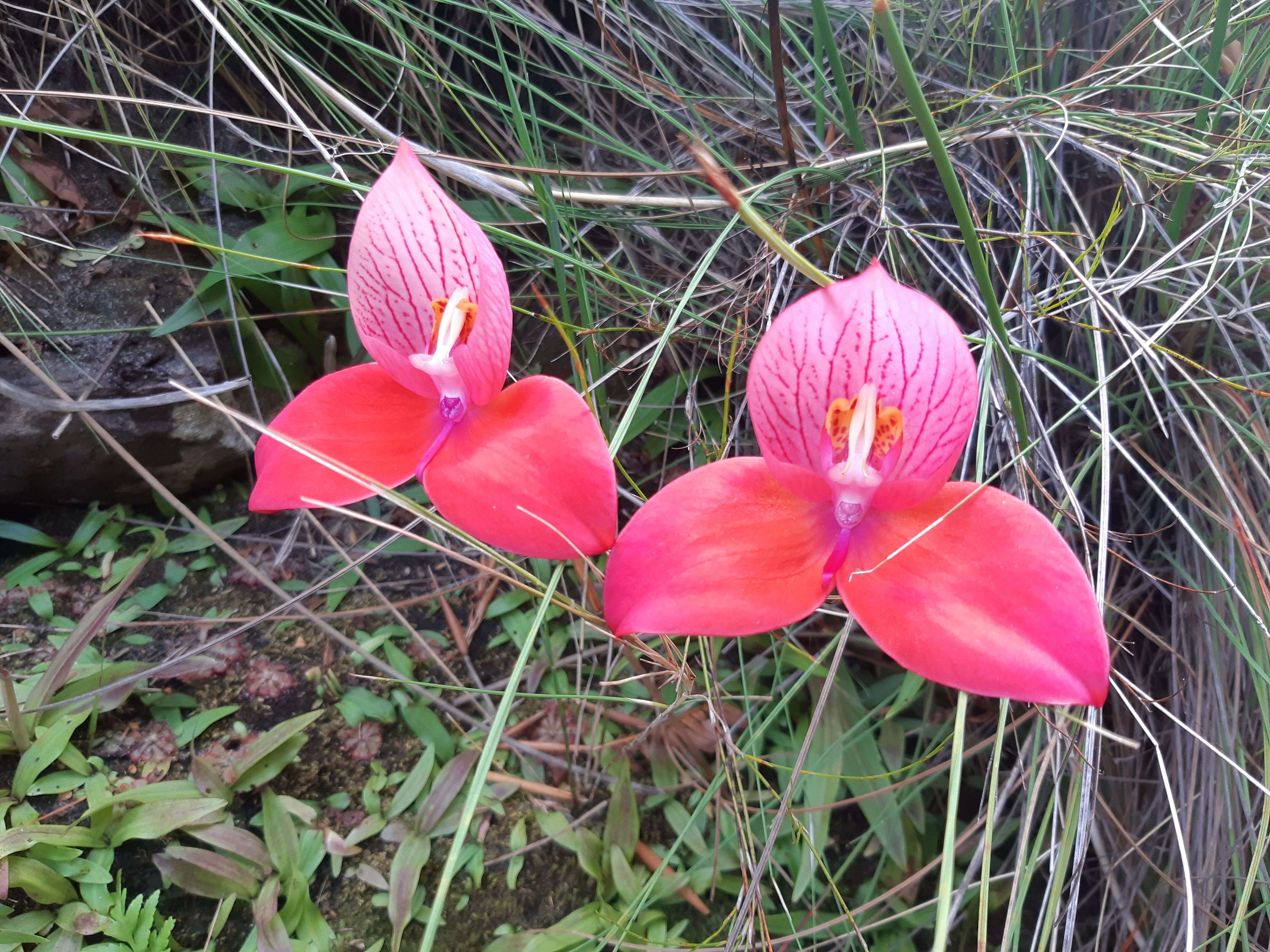 Image of Red Disa