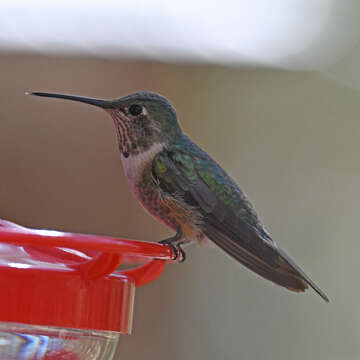 Image of Broad-tailed Hummingbird