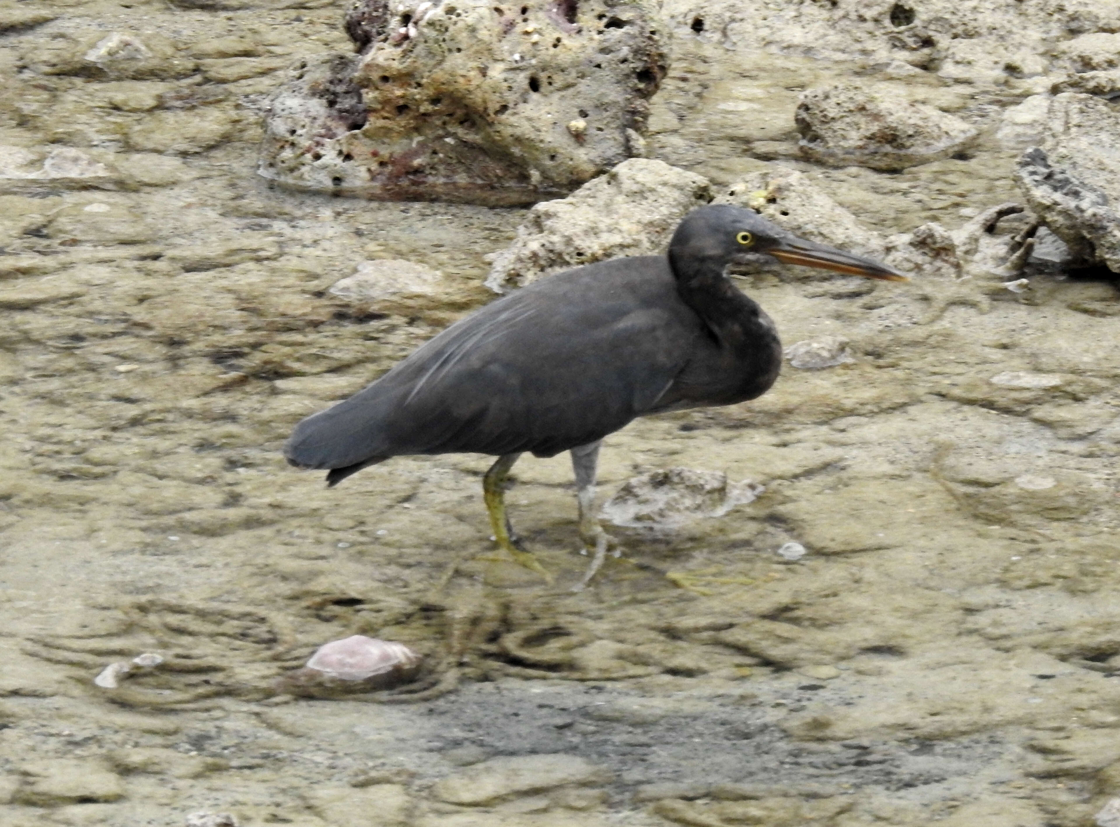 Image de Aigrette sacrée