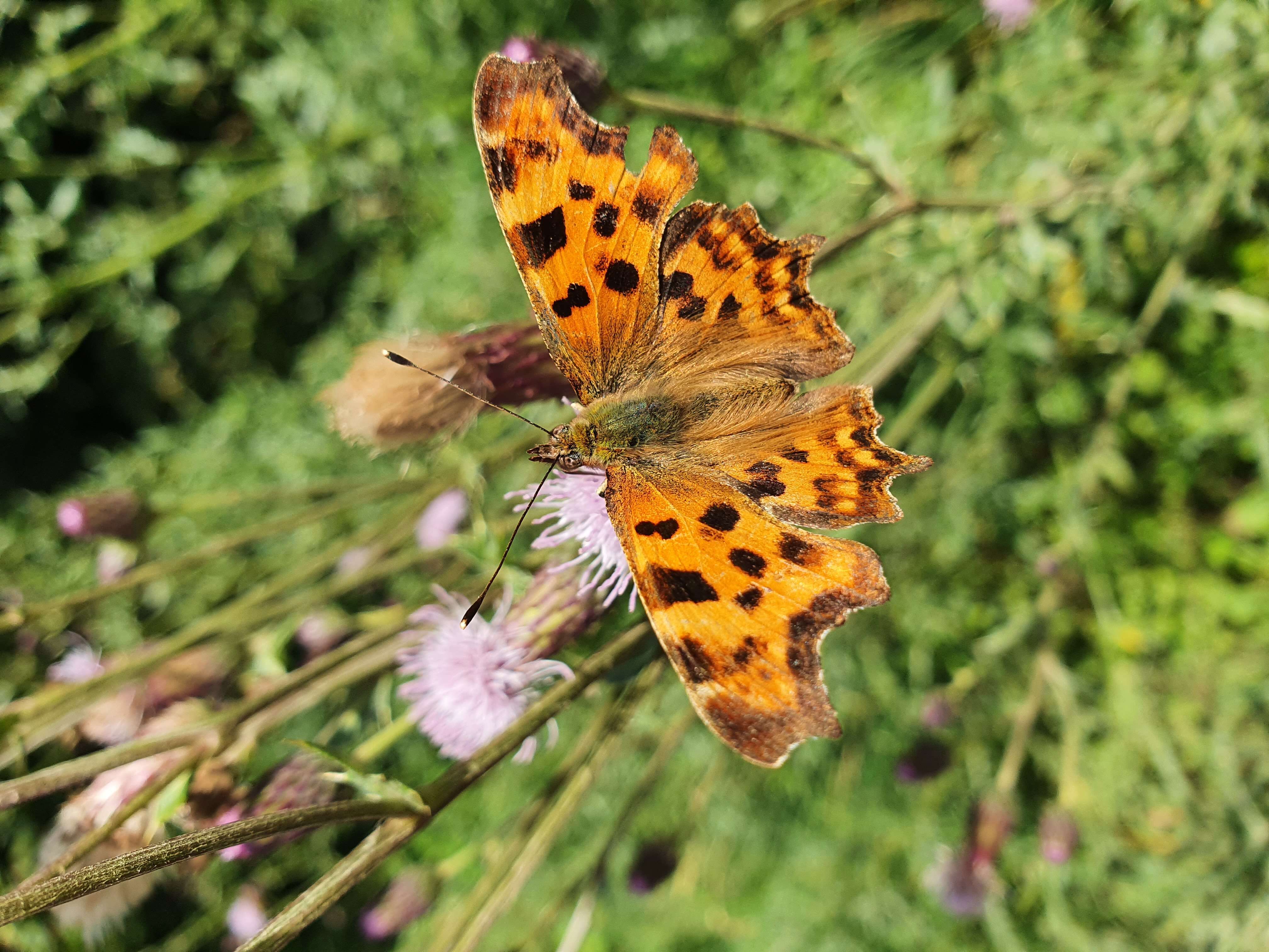 Image of Comma