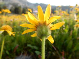 Image of hairy arnica