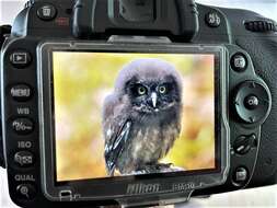 Image of Boreal Owl