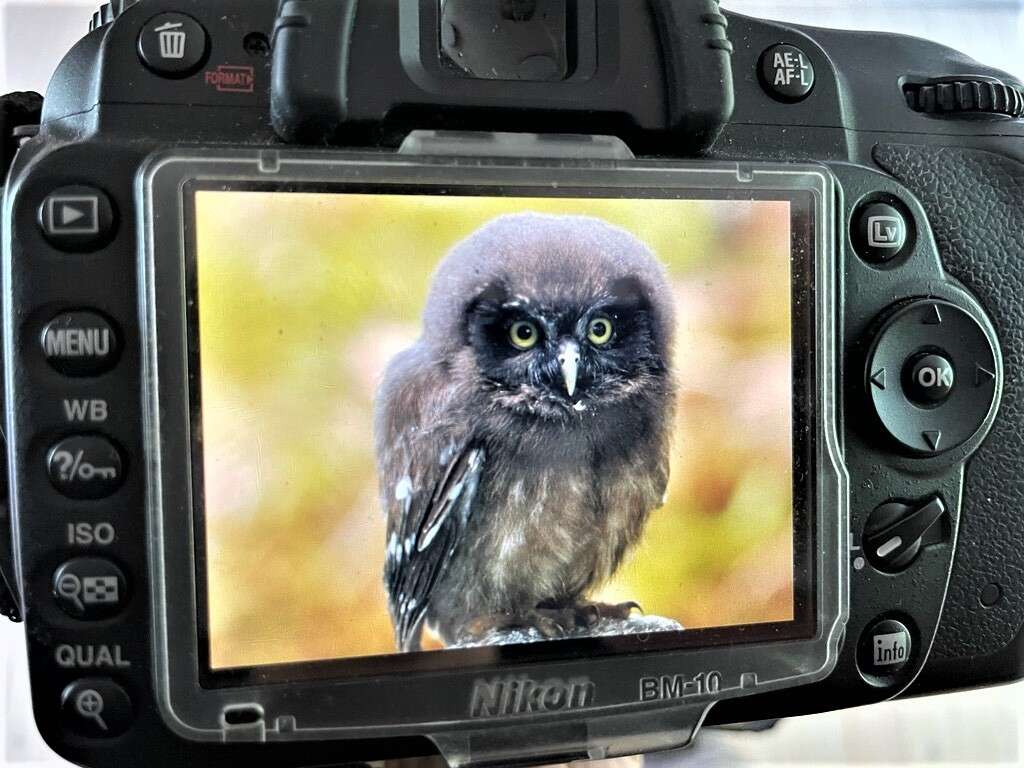 Image of Boreal Owl