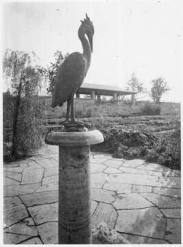 Image of Black Shag