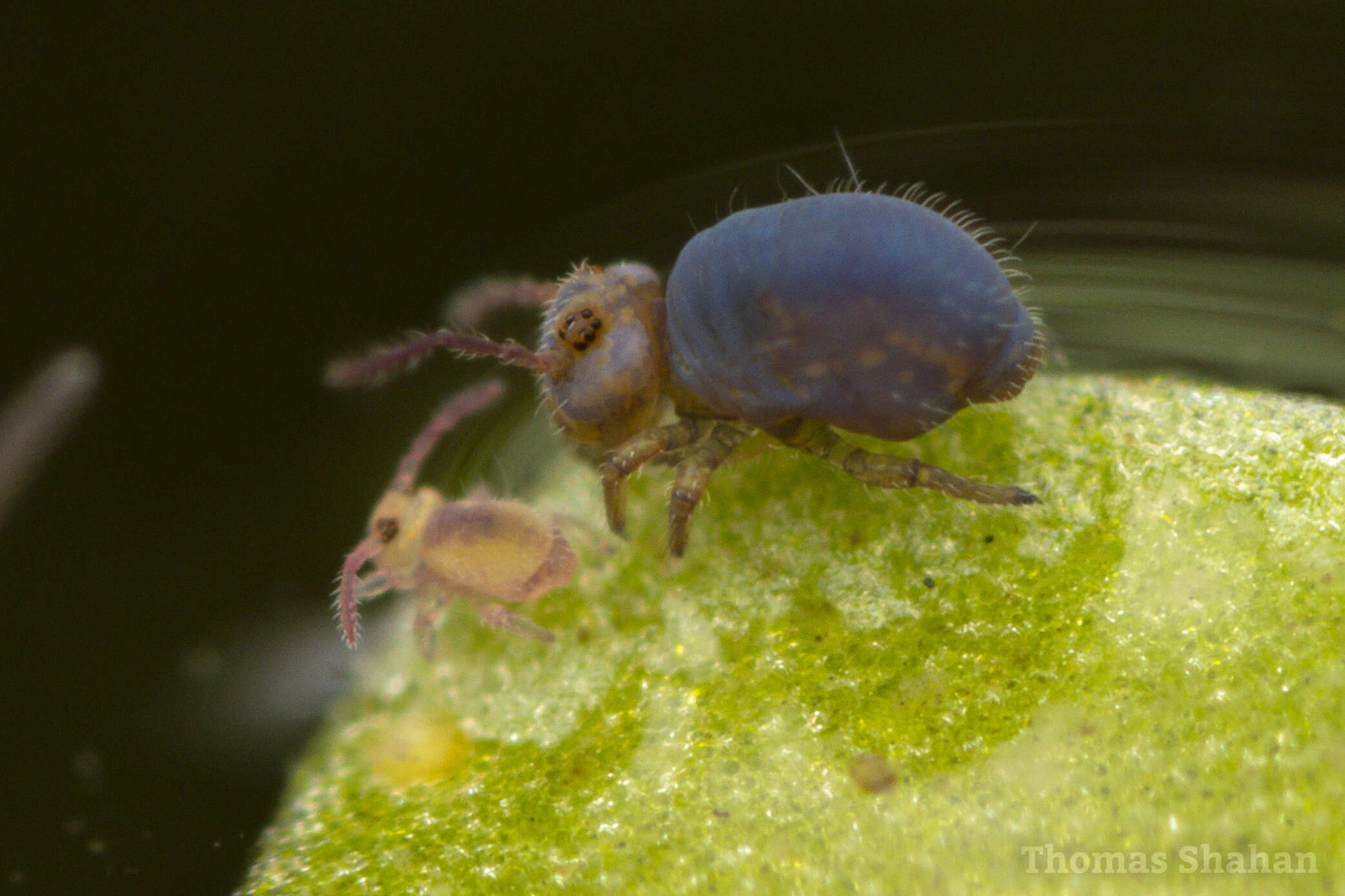 Image of Globular Springtails