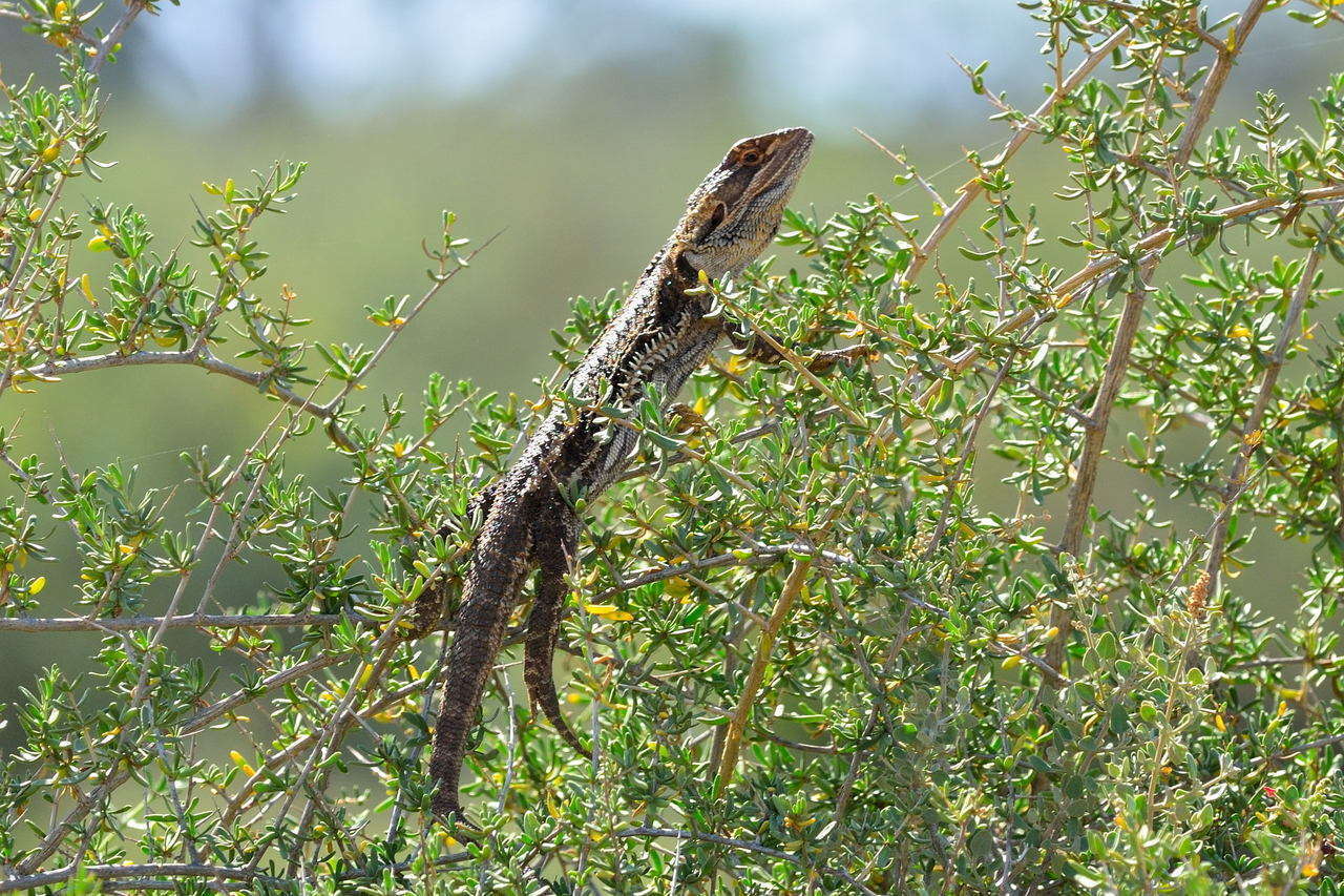 Plancia ëd Pogona vitticeps (Ahl 1926)