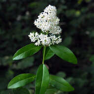 Image of European privet