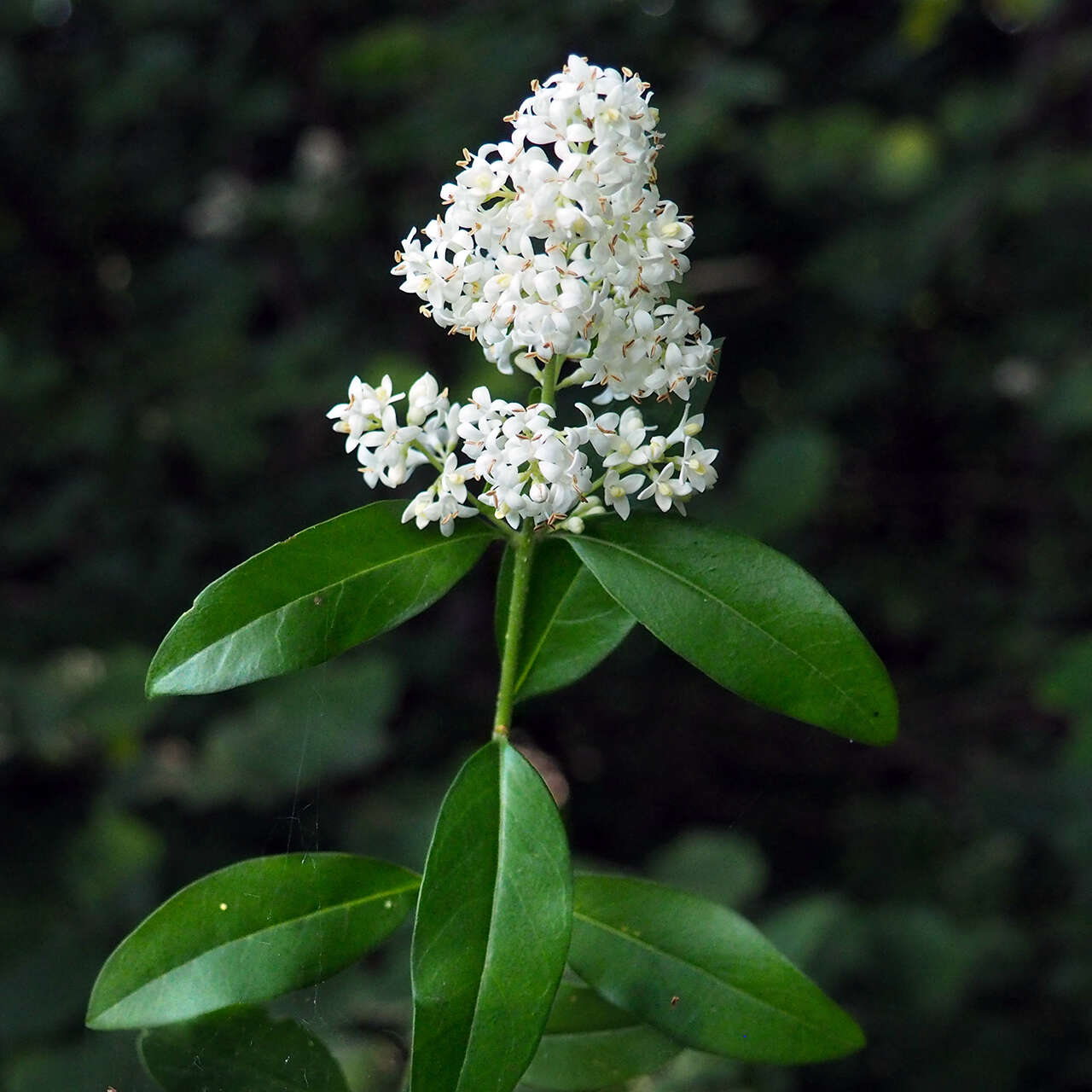 Image of European privet