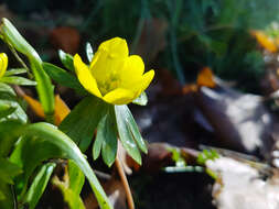 Image of eranthis