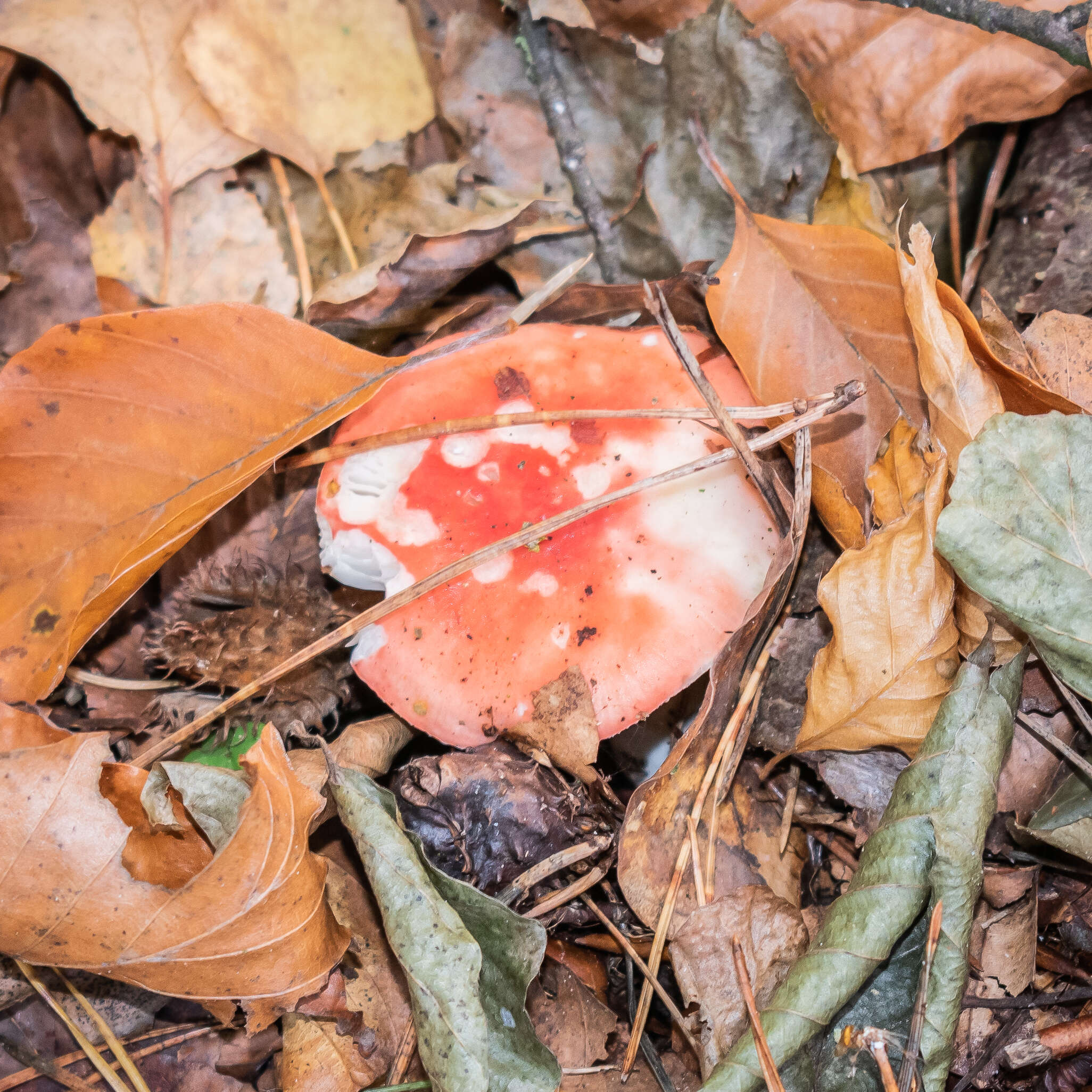 Image of Russula emetica (Schaeff.) Pers. 1796