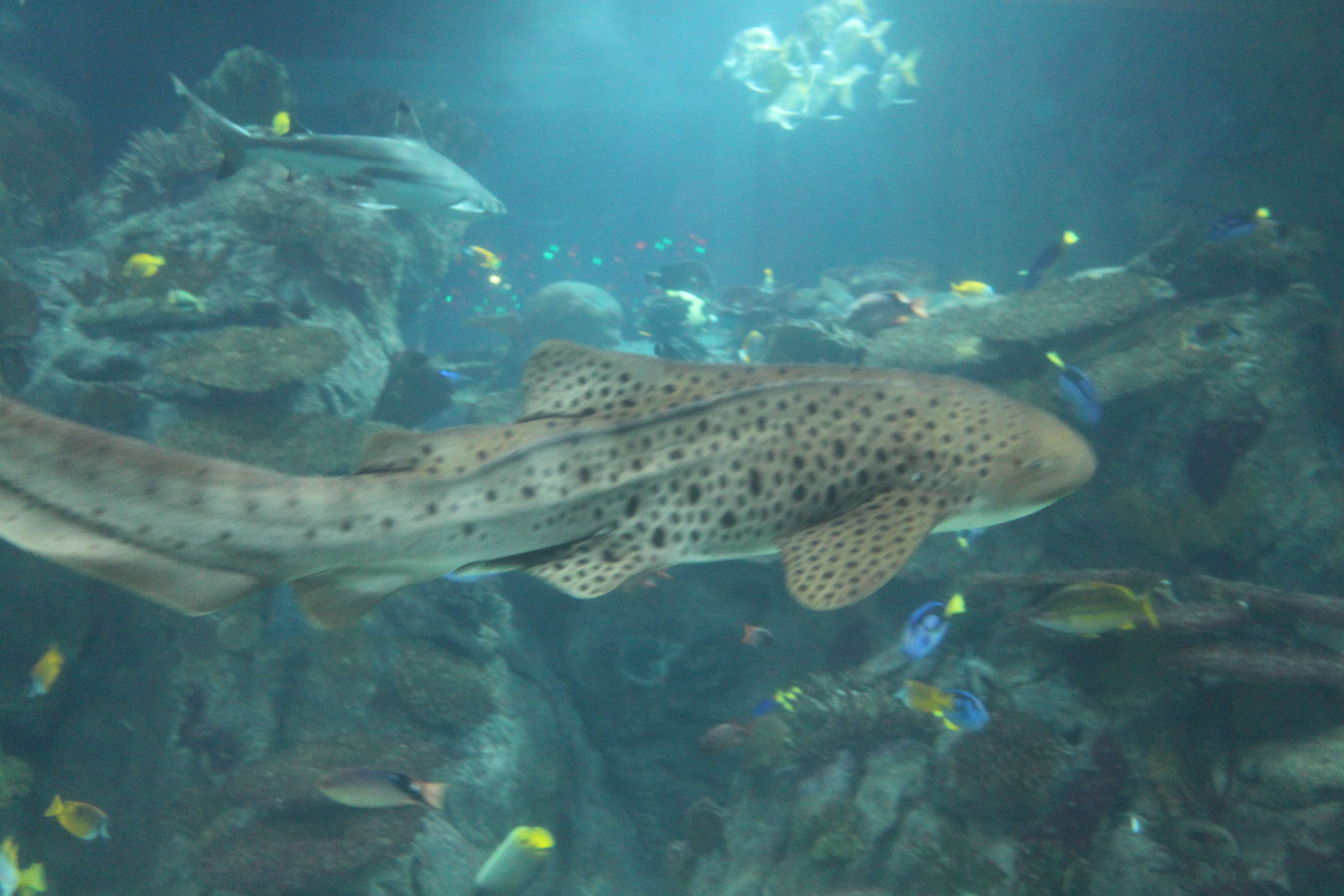 Image of zebra sharks