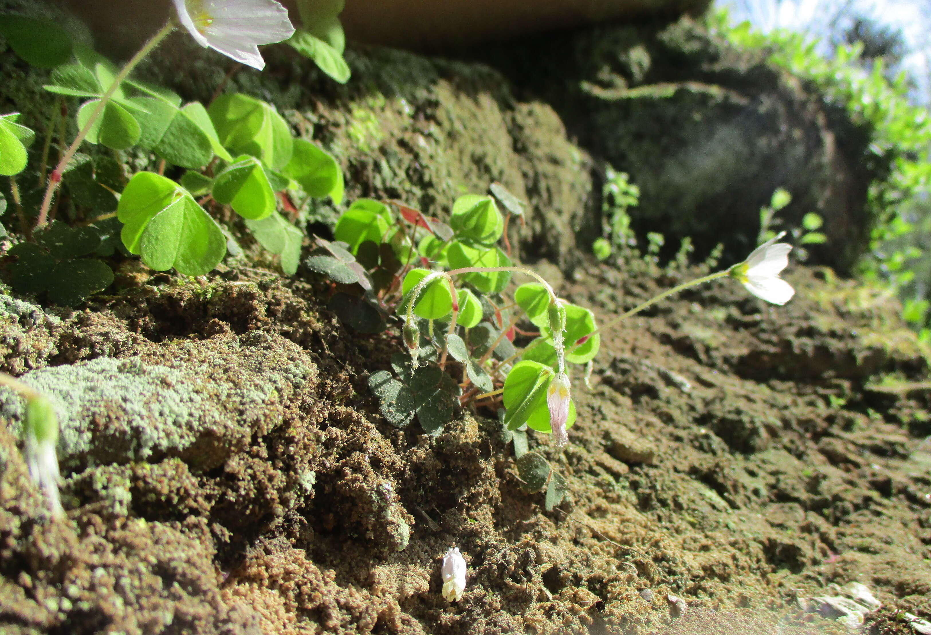 Imagem de Oxalis acetosella L.