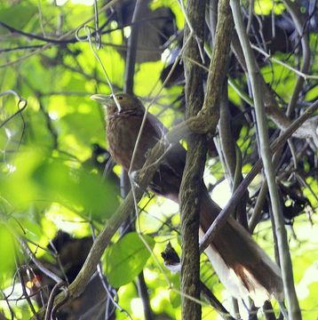 Image of Rufous Coucal