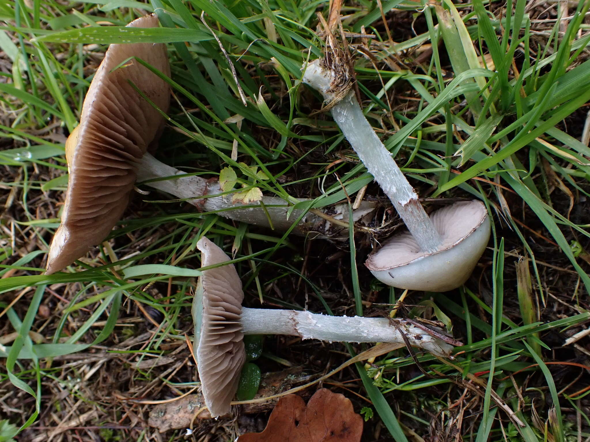 Image of Stropharia caerulea Kreisel 1979