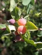 Image of Lonicera pyrenaica L.