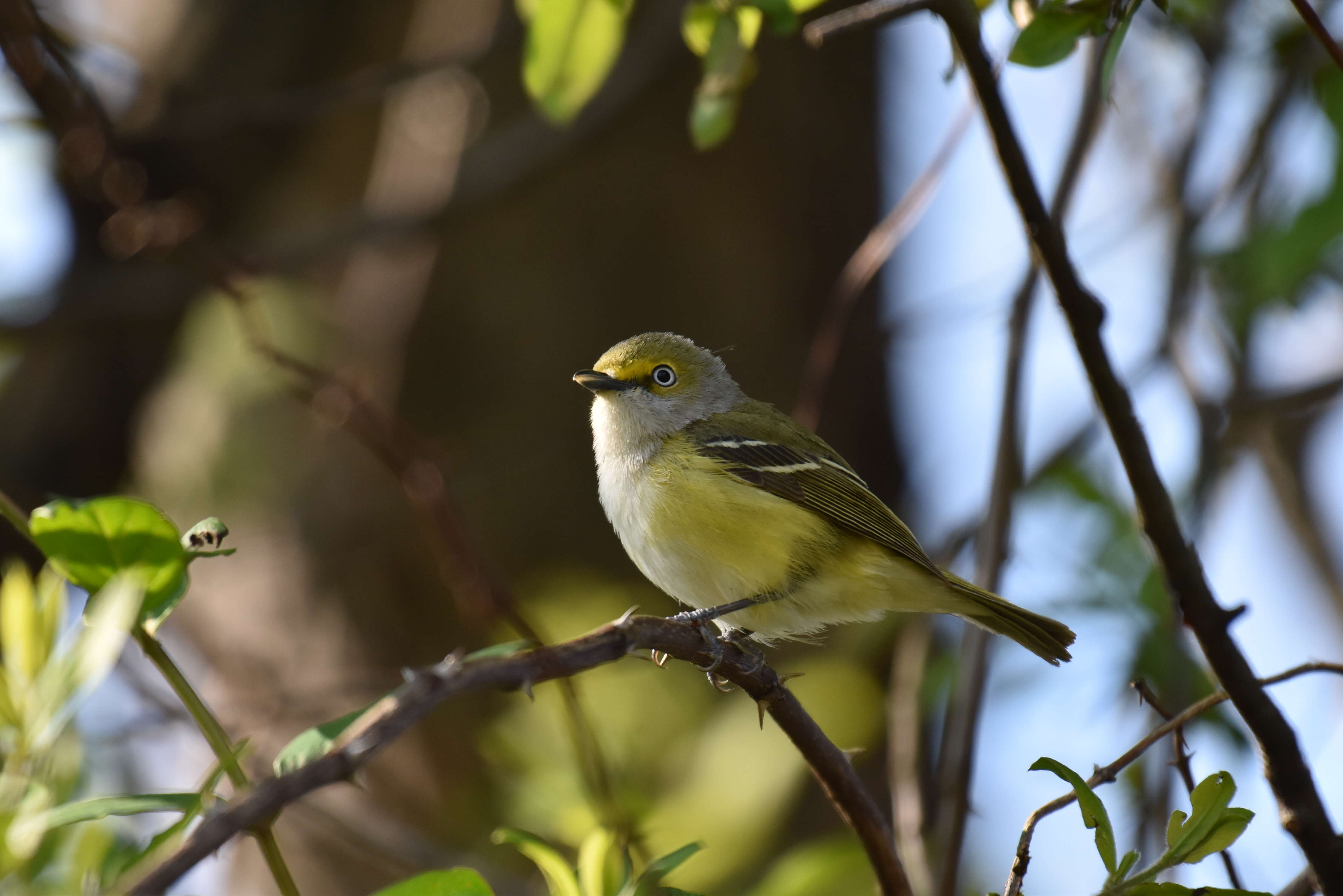 Слика од Vireo griseus (Boddaert 1783)