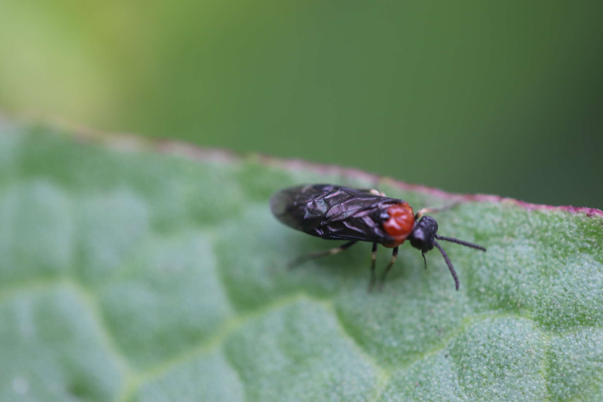 Image of <i>Eutomostethus ephippium</i>