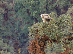 Imagem de Gyps himalayensis Hume 1869