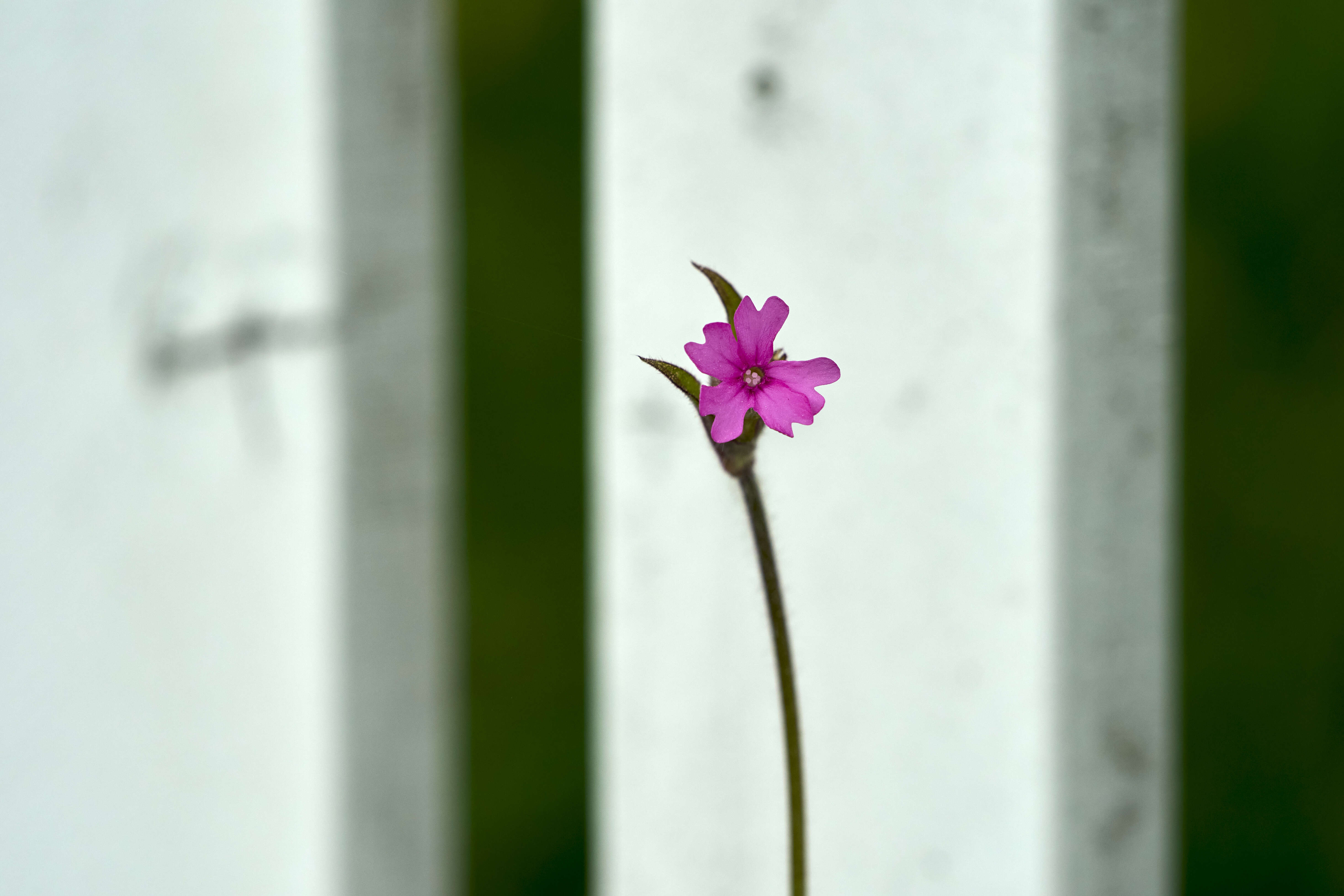 صورة Silene dioica (L.) Clairv.