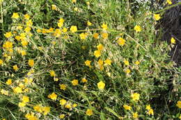 Image of Common Rock-rose