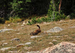 Image of Marmota subgen. Petromarmota Steppan et al. 1999