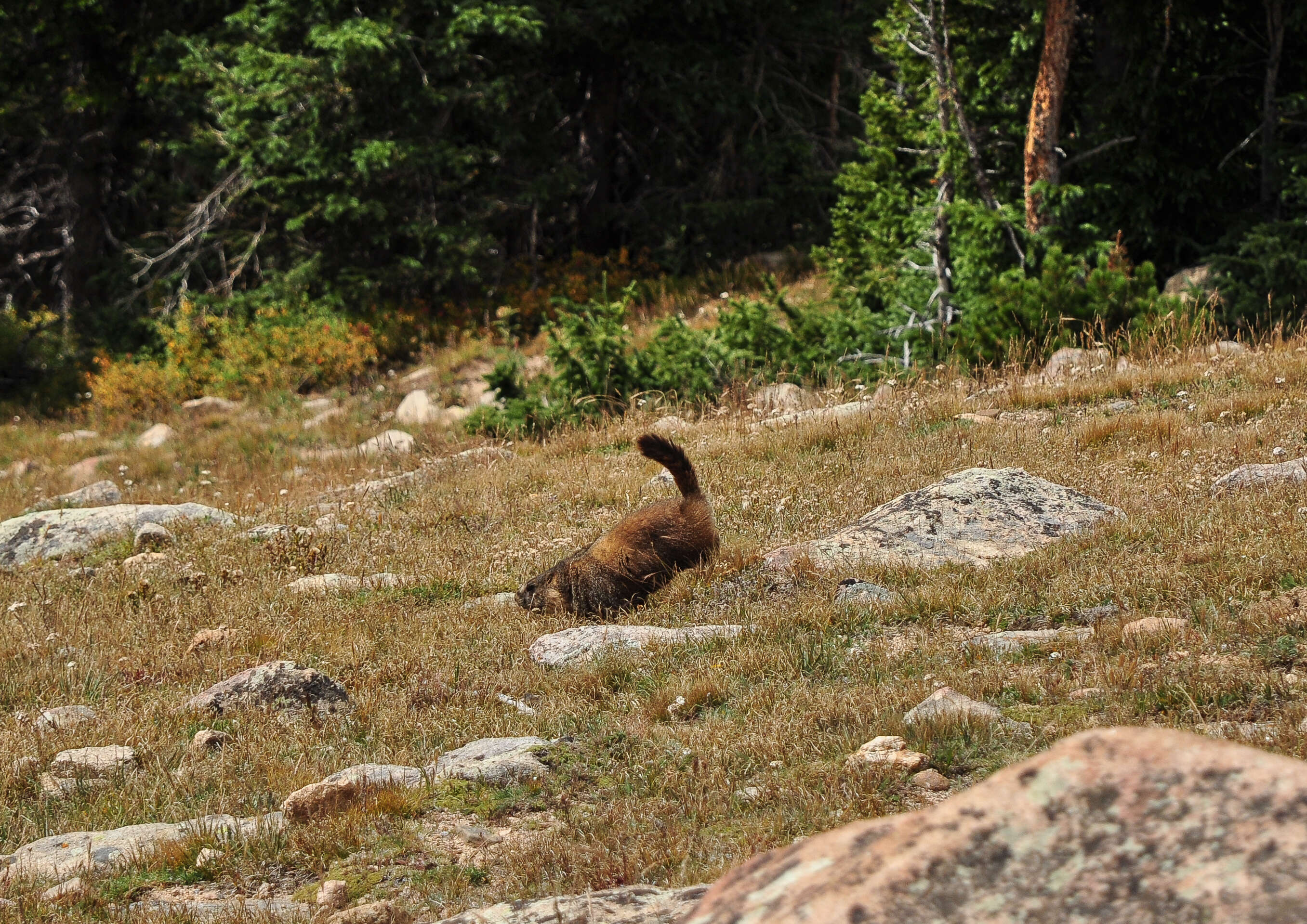 Image of Marmota subgen. Petromarmota Steppan et al. 1999