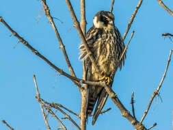 Image of Eurasian Hobby