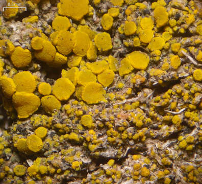 صورة Candelariella aggregata M. Westb.