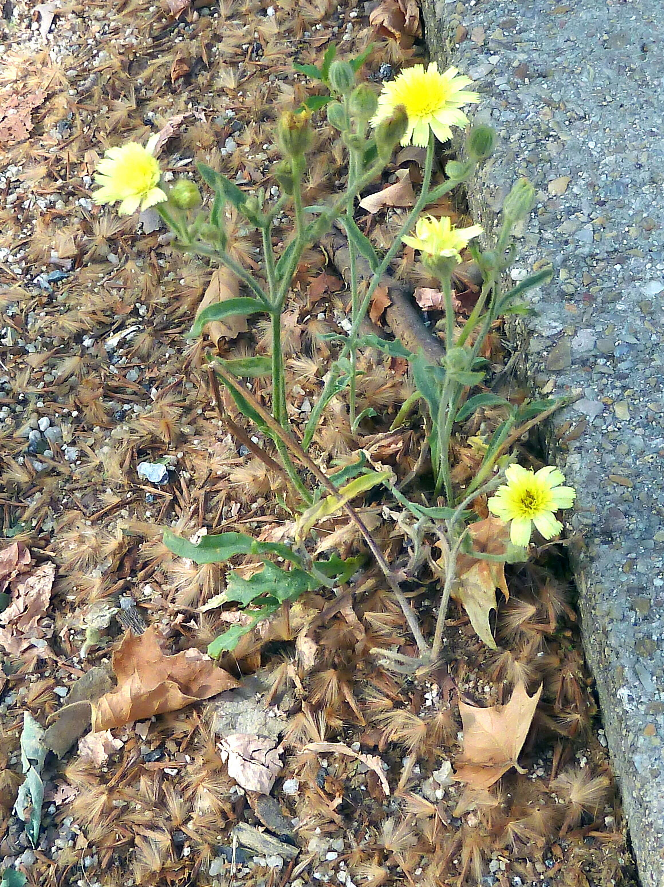 Image of Andryala integrifolia L.