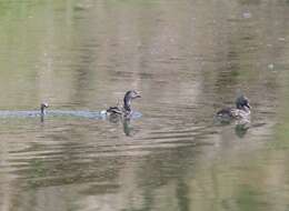 Image of Least Grebe