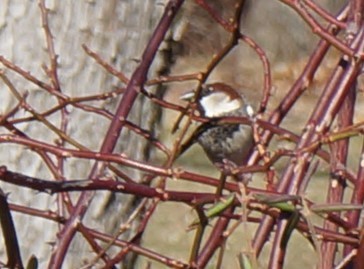 Image of House Sparrow