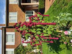 Image of love-lies-bleeding
