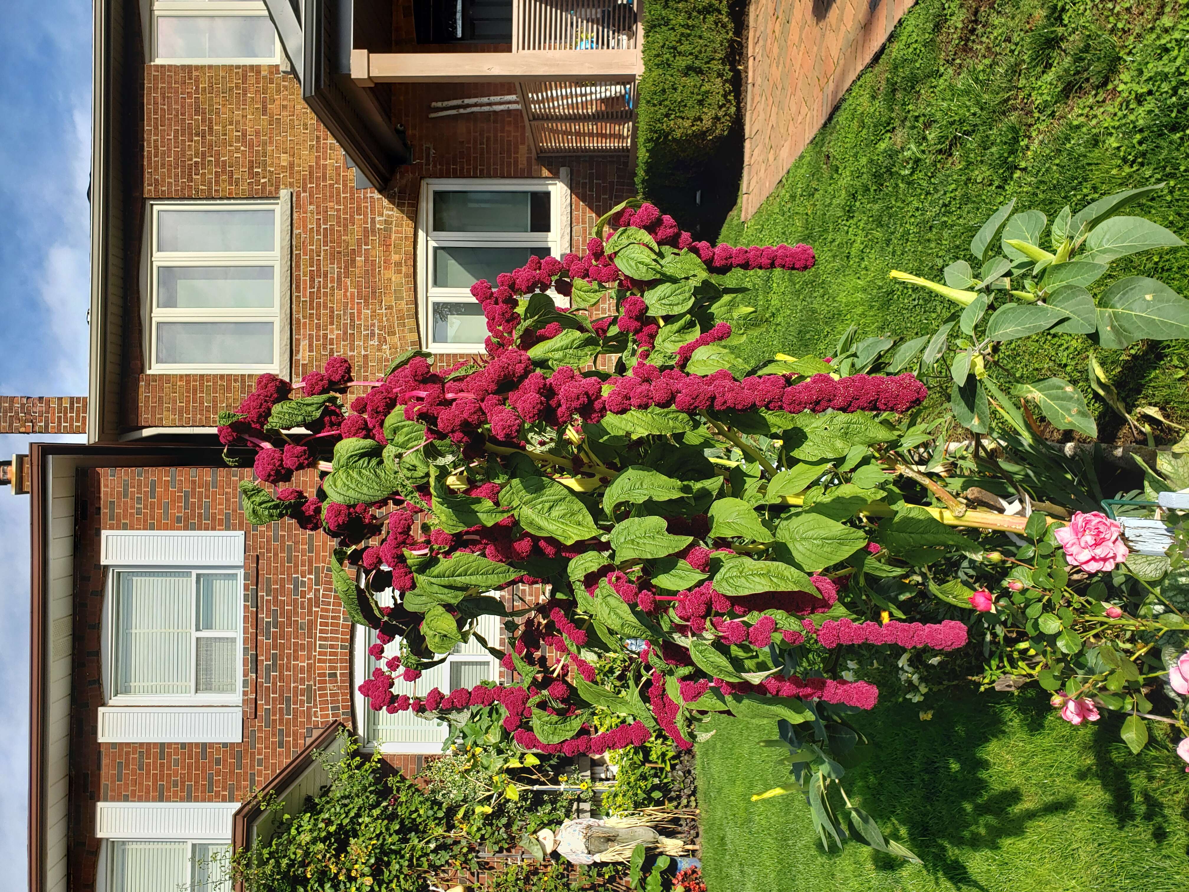 Image of love-lies-bleeding
