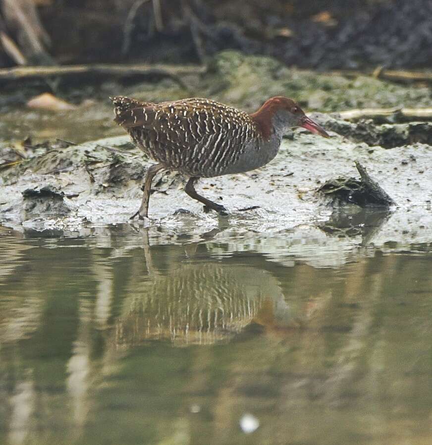 Plancia ëd Lewinia striata (Linnaeus 1766)