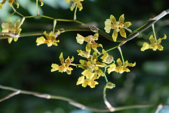 Image of Oncidium baueri Lindl.