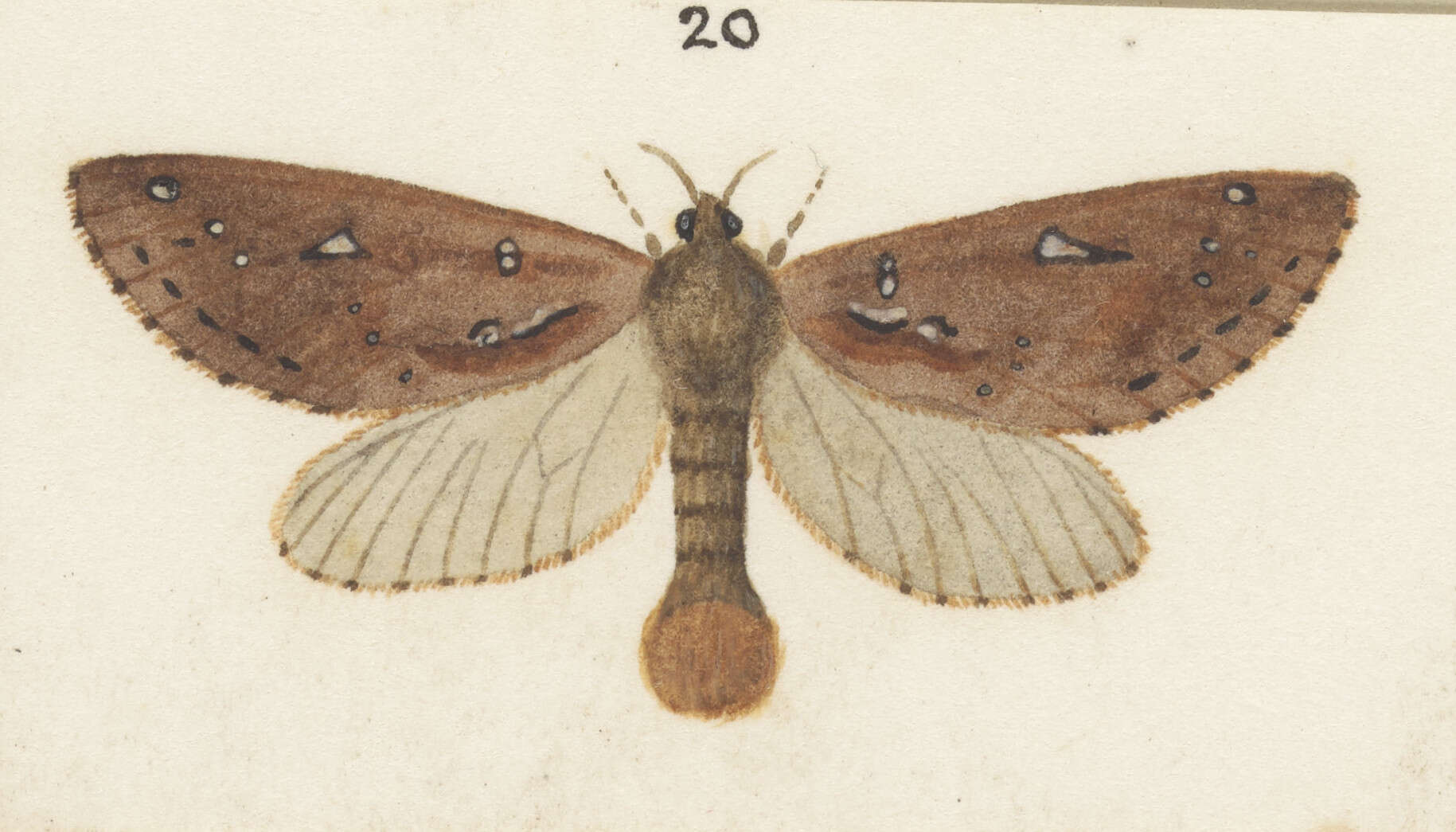 Image of Dioxycanus oreas Hudson 1920