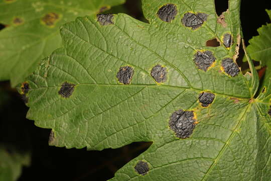 Image of European tar spot