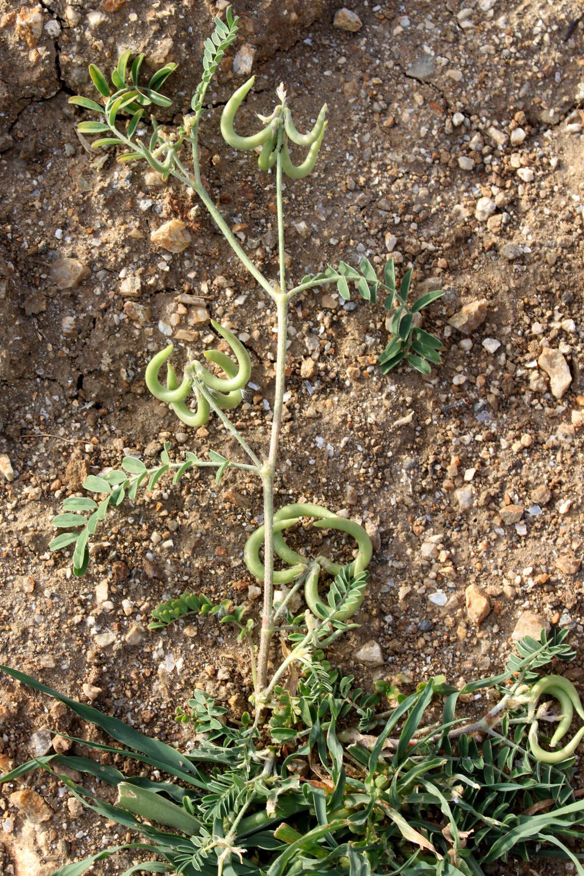 Imagem de Astragalus hamosus L.